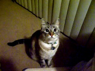 Jazmine's Cat food commercial