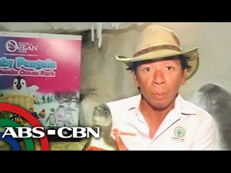 First Philippine-born penguin