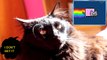 Cats React To Viral Videos - NYAN CAT
