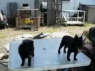 Schipperke out takes