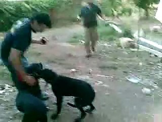 Cruce de Dogo Aleman y Mastin