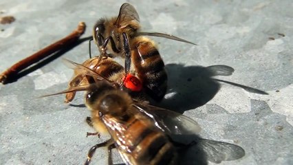 Abeilles. La reine est morte