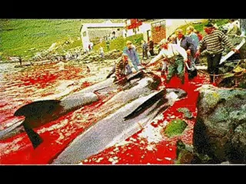Dolphins are suffering!