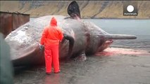 Explosión de una ballena en las islas Feroe