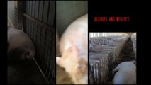 Shocking Animal Cruelty at Tyson Foods Supplier (2013 Webby Award Winner)