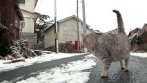 猫である　「田代島」編　003