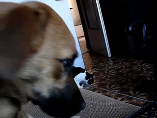 My sister's dog is afraid of our cat