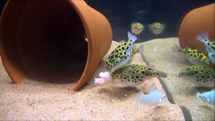 The Giant Green Spotted Puffer