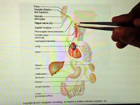Cranial Nerves (10 of 12): Vagus Nerve Head and Neck Anatomy 101