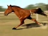 2 legged horse @ Funny Animal Videos   Funny Pet Videos, Funny Cat Videos, Cute Pets