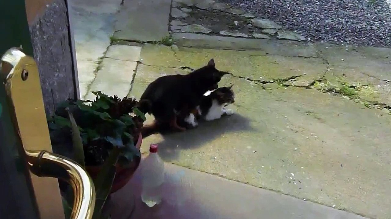 Cane Femmina Tromba Gatto maschio Funny Animal Female Dog fucks Male Cat1