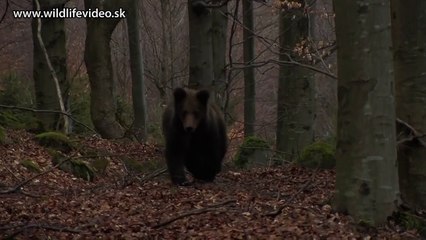 Marec 2014 - Útok medveďa / Bear Attack - HD