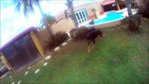 Epic Slow Motion Dogs -  Sony Action Camera (120 fps) HDR-AS15 HDR-AS20 HDR-AS30 HDR-AS100 HDR-AZ1/W