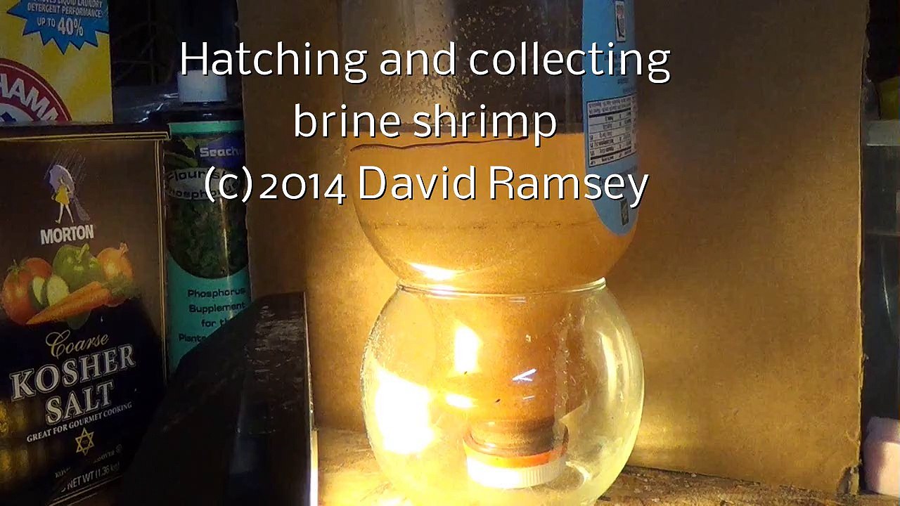 Brine Shrimp Hatching and Collecting