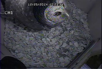 Barred Owl Visits Nest Box  Dec 25 2014