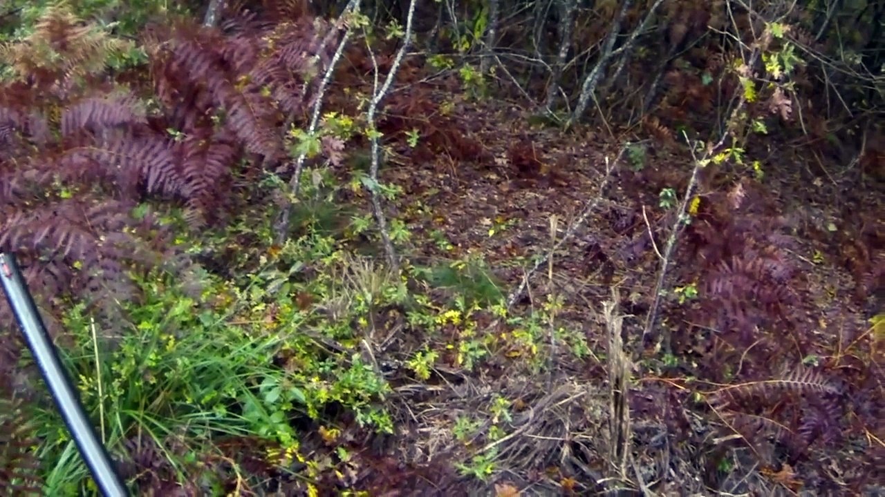 Chasse de la bécasse 2014-2015