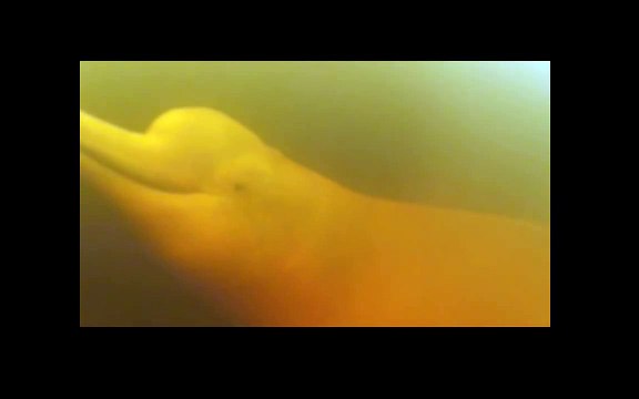 O boto cor-de-rosa em seu habitat natural