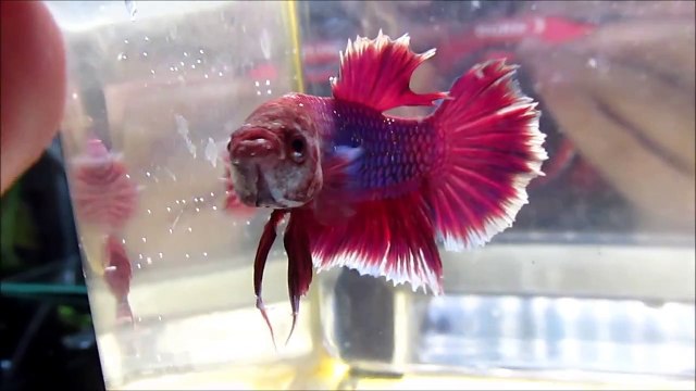 Betta splendens Halfmoon Plakat salamander/Lavender