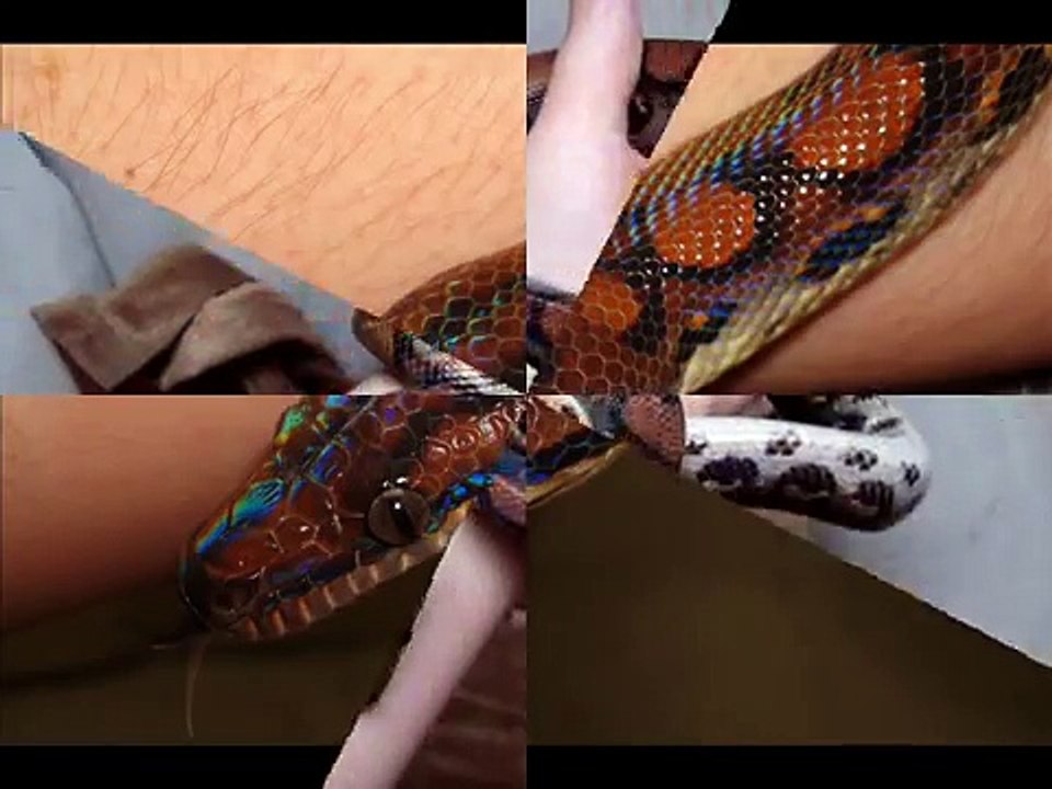 VICIOUS Brazilian Rainbow Boa! Incredible Iridescence