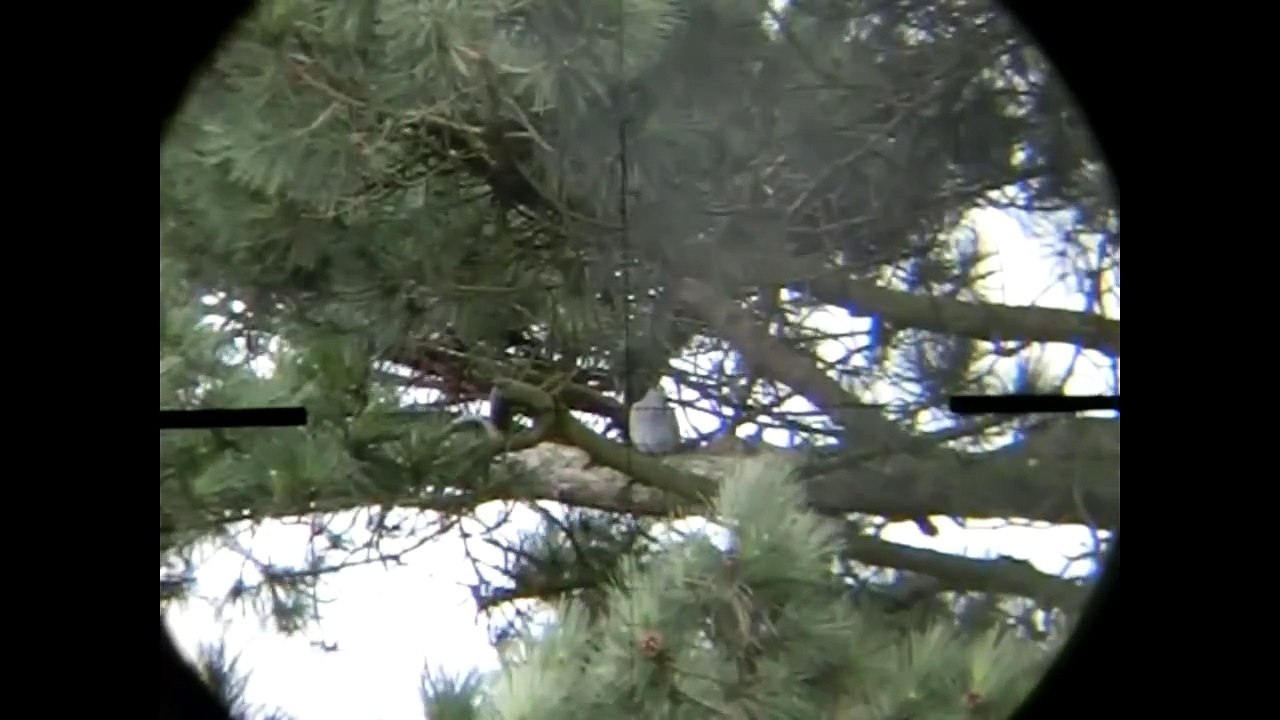 FX Bobcat .30 (80.15flb) Air Rifle Vs Pigeon