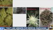 Leafly: A 'Yelp'-like website for marijuana
