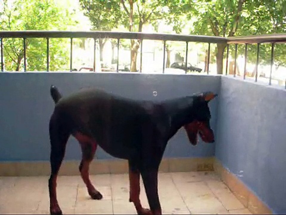 Doberman Bubble Amusement