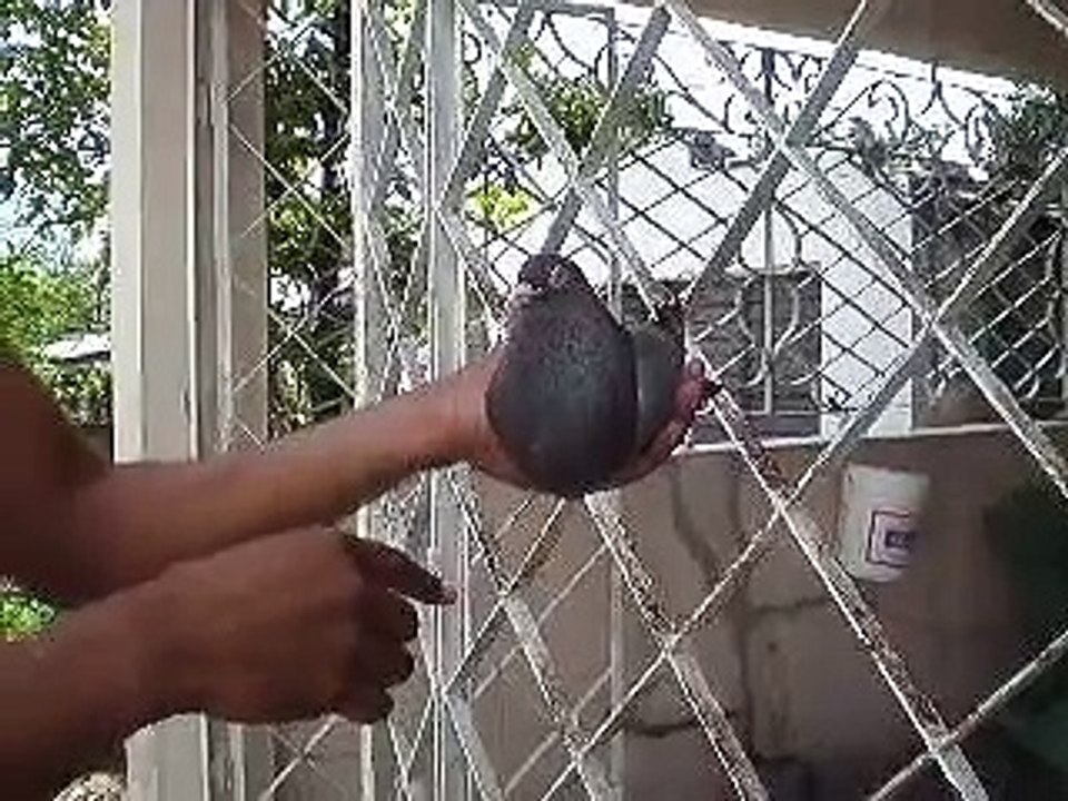 padre de la difunta( que palomo mas bello)