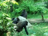 Gorillas, Congo Gorilla Forest, Bronx Zoo