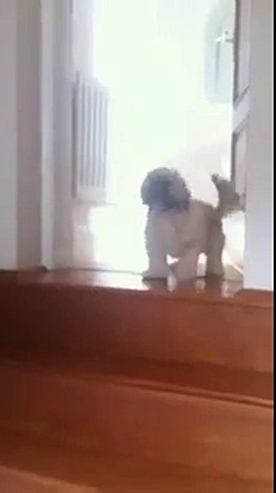 Dog Pumped for Jump