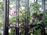 pink-necked green pigeon Mama & chicks