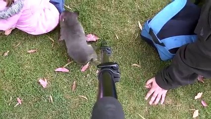 Wombat joey, Bert, from Potoroo Palace