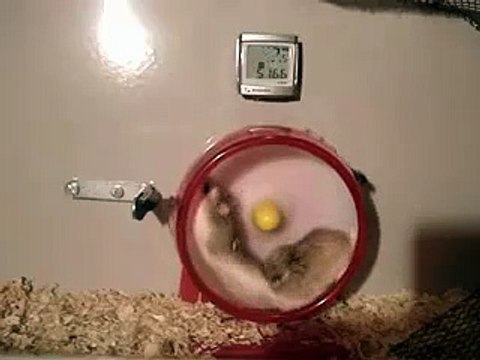 hamster spins twelve turns