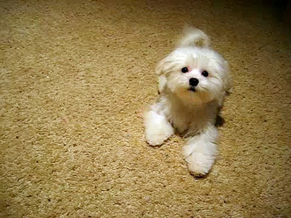 BEWARE OF DOG