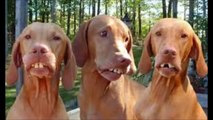 The World's Famous Funny Dog's Video