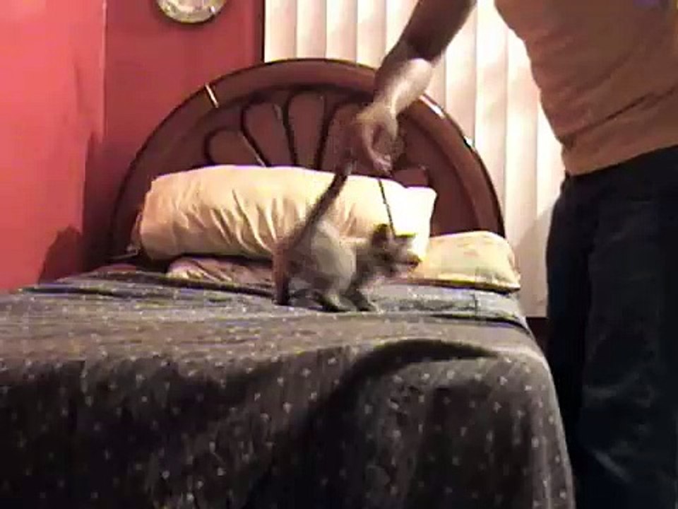 baby gun