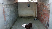 Cadela da raça Pitbull com apenas 7 meses (Benguela)
