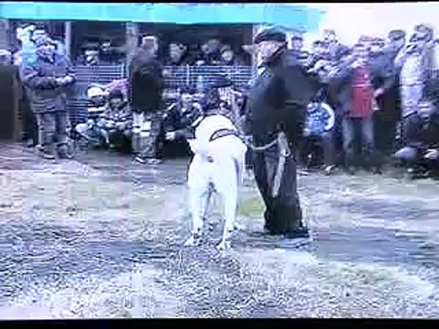 Alabai Legende Shunkar 1