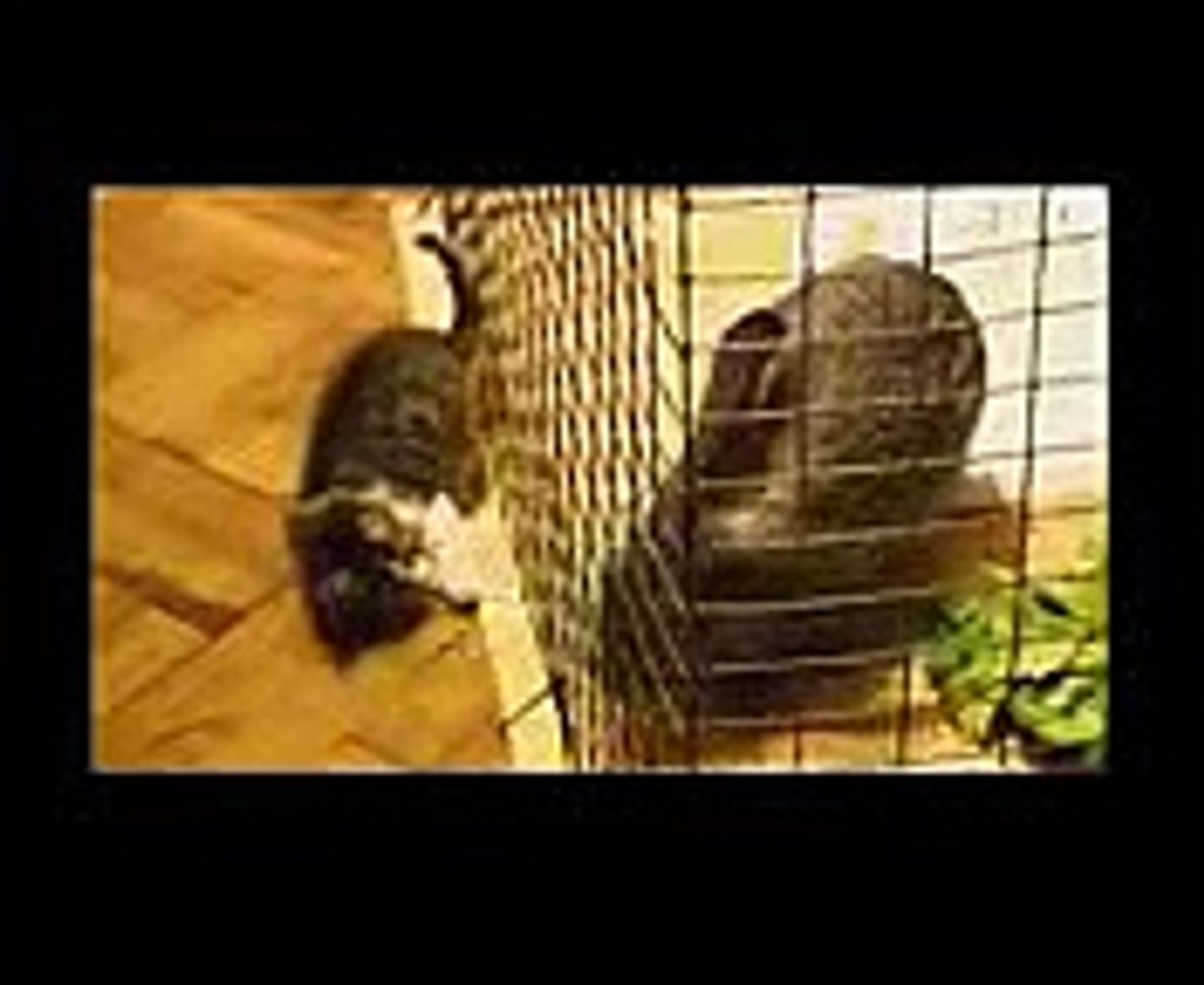 Cat (Animal), Funny Cats, Funny Videos, Funny Animal, funny videos 2014, Funny