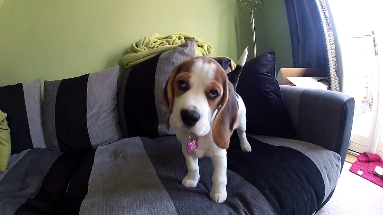 Beagle Puppy first week home, beautiful bailey playing