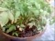 Growing vegetable in the pots by Asmat Babar Episode 1