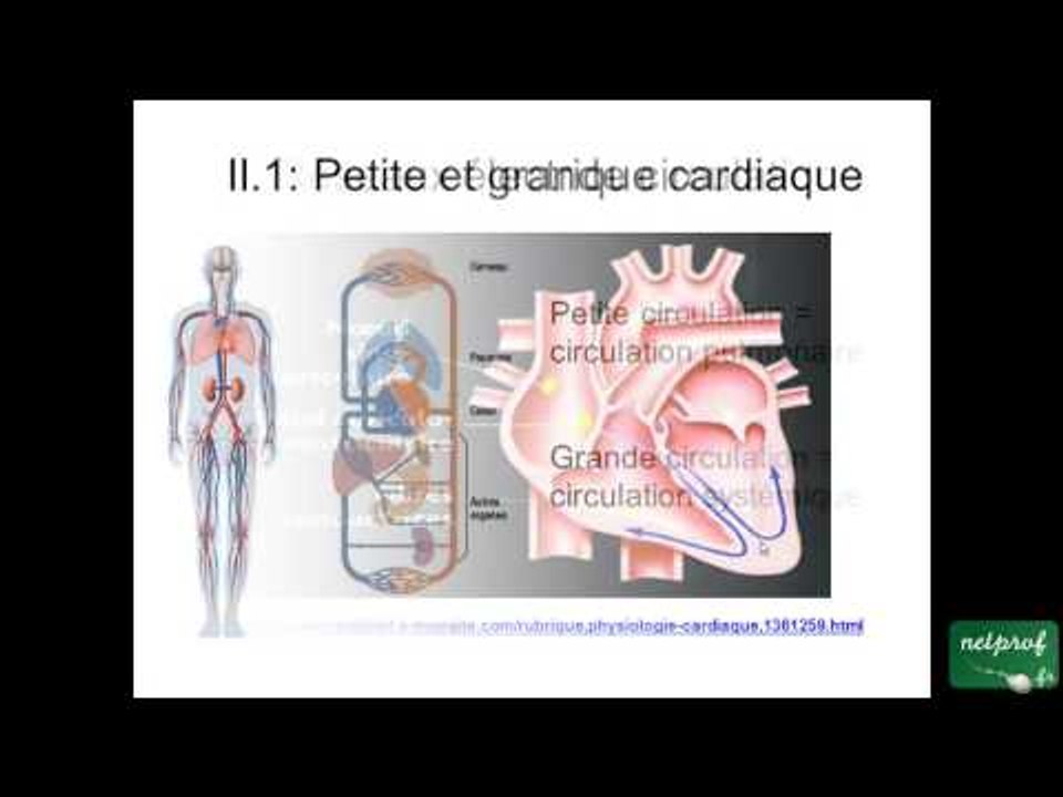 Structure et fonction du coeur