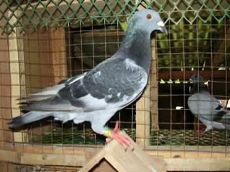 kalapati boy'z