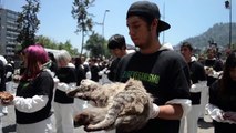 Día Internacional de los Derechos Animales 2014.