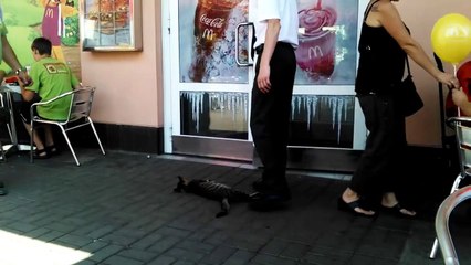 Cute cat taking a nap in front of Mcdonald's door!