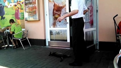 Un chat fait une sieste devant la porte d'un mcdonald
