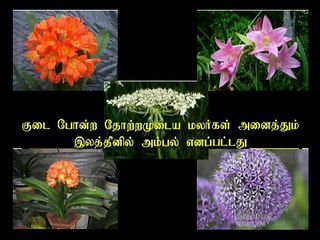 Etymology Of Umbrella