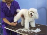 Poodle Teddy Bear Clip  / Pet Grooming Studio Academy