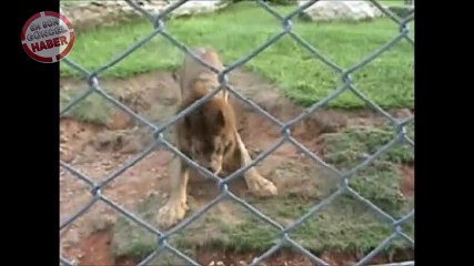 Çimlerle ilk defa buluşan aslanın tepkisi