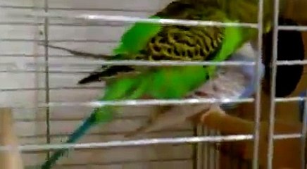 DİKMEN ROYAL KOMBİ SERVİSİ (0312) 279 15 16