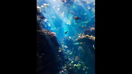 Atmospheric Video Game Music (Underwater) - Aquatic Ambience -